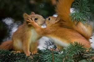 Огромный минус студентам театрального и всем тем, кто приходил в садик играть Деда Мороза. Ну ладно, в первый раз можно растеряться. Но во второй то уже знаешь, куда идешь! Если затраханные работой родители не смогли рассказать ребенку о смешном рыжем пушистике, то принеси ТЫ белочку в кошачьей переноске в садик! А все остальное - дети не понимают, что рассказывают. Повторяют как попугаи за родителями.