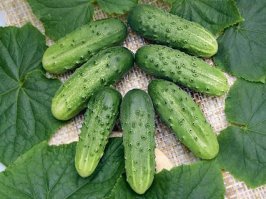 Вот тоже не че так с пупырышками . Но маленькие поэтому их много.