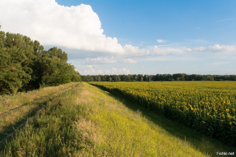 Не гневи бога. Климат у вас прекрасный. Я лето провел -- полжизни так не кайфовал. Даже когда ливень -- все равно комфортно. В остальном, теплынь, гуляй хоть днем, хоть ночью. Что я, собственно, и делал. А в Днестре купался даже в ноябре однажды.
