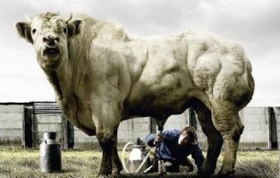 Раз московские девчата захотели молочка.
Их послали под коровку, они сели под бычка.
Продолжение все знают ?