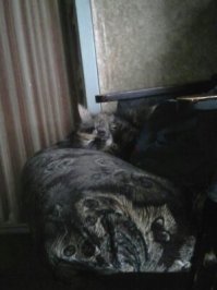 наша маскируется )))