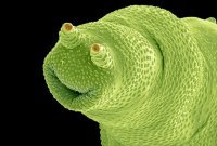 Так это ж коловратка!