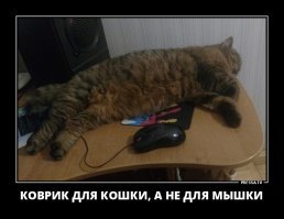 35 позитивных картинок, которые скрасят ваш день