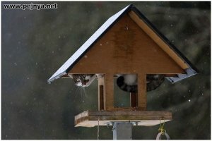 Непревзойденные фотобомберы: кошки, которые готовы пойти на все ради всеобщего внимания