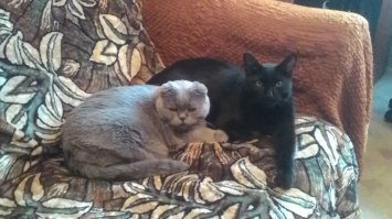 Заводите кошек. У меня три кота в доме, никогда на улицу не выходили, никто про них и не знает.