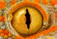 Цветотест: проверь своё зрение