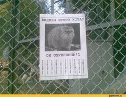 5 диких дальневосточных котят «УСЫНОВИЛА» обычная кошка. и живут они все теперь в печке!