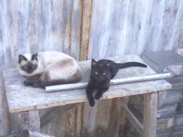 Фотопост о Дружбе и Добре