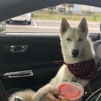 собака-чтотоподозревака:)