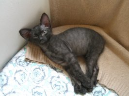 16 доказательств того, что коты растут ну очень быстро