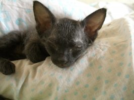 16 доказательств того, что коты растут ну очень быстро