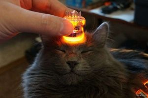 Я же не бедный, чтобы покупать дешёвое!