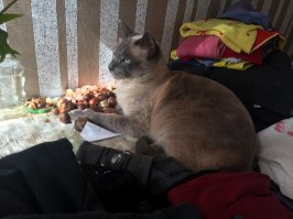 16 доказательств того, что коты растут ну очень быстро