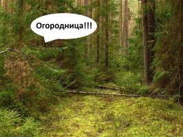 Любовь, огород и грибочки