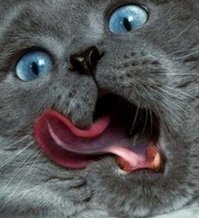 Непревзойденные фотобомберы: кошки, которые готовы пойти на все ради всеобщего внимания