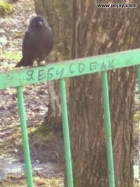  Это твой последний день в этом доме! Песик устроил погром в квартире