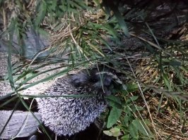 Мой зверинец.