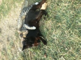 Мой зверинец.