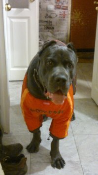 Заниматься собакой нужно - не игрушка с кнопкой вкл/выкл. Красивый малыш-корсик. У меня дома с моим все в порядке.