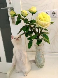 Спасибо, автор! И успехов Вам в творчестве!
А вот какие розы и другие цветы делает моя подруга из Омска. И у меня дома такие розы есть, это просто волшебство.