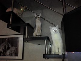 Все так... Но все равно котики - это прекрасно)
