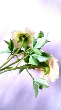 конечно,и цветы и украшения с цветами,но вот процесс как-нибудь в следующий раз,когда буду лепить сделаю фото.