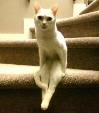 Когда животные красивее и умнее, чем ты