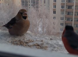 "Птица скрытная, редко выходит в люди" - просто прикармливать надо уметь :)
У меня на подоконнике встречаются: синицы, воробьи, щеглы (на фото), снегири (на фото), поползни и в этом году заметил дубоноса. Может они и в предыдущие года прилетали, просто не обращал внимание. На фото дубонос один, так как они между собой устраивают потасовки, после которой кормится только один.