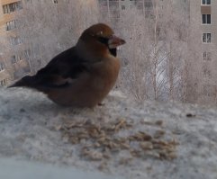 "Птица скрытная, редко выходит в люди" - просто прикармливать надо уметь :)
У меня на подоконнике встречаются: синицы, воробьи, щеглы (на фото), снегири (на фото), поползни и в этом году заметил дубоноса. Может они и в предыдущие года прилетали, просто не обращал внимание. На фото дубонос один, так как они между собой устраивают потасовки, после которой кормится только один.