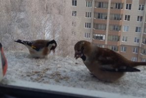 "Птица скрытная, редко выходит в люди" - просто прикармливать надо уметь :)
У меня на подоконнике встречаются: синицы, воробьи, щеглы (на фото), снегири (на фото), поползни и в этом году заметил дубоноса. Может они и в предыдущие года прилетали, просто не обращал внимание. На фото дубонос один, так как они между собой устраивают потасовки, после которой кормится только один.