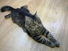 Когда животные красивее и умнее, чем ты