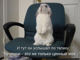 7 простых и вкусных блюд, приготовленных из кролика