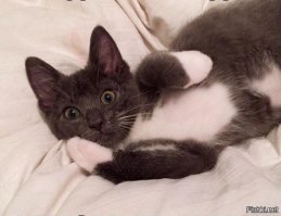 Отважный котенок вернулся к своей французской хозяйке на поезде