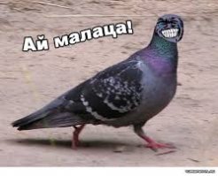 Смешные картинки с надписями