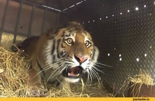 Как охотиться на диких кошек