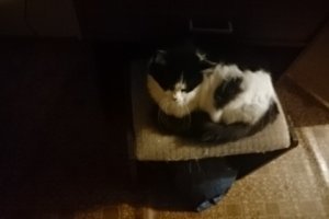 Копия моей, только моложе.