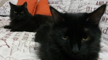 мои