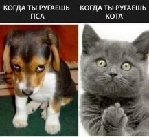 Как выглядит обижулька: 30 животных, перед которыми очень провинились