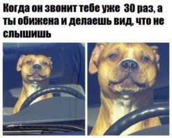 Как выглядит обижулька: 30 животных, перед которыми очень провинились