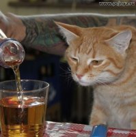 Картинки с котэ