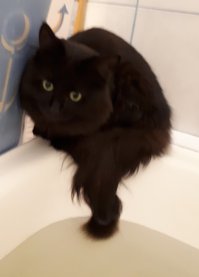 Мой обожает ванну совместно принимать.