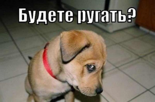 Как выглядит обижулька: 30 животных, перед которыми очень провинились