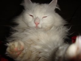 мой котохакер