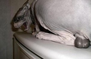 Наступил себе на яйца, два часа орал - лень было сойти!