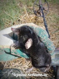 Топ-10 самых интересных находок, сделанных с помощью металлоискателя