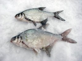 Подлещик   это лещ в молодости.