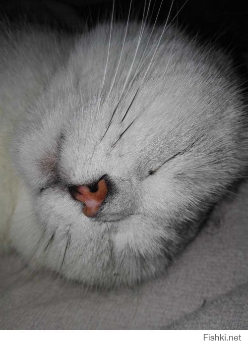 Котохакеры. Фото котов с вебкамер ноутбуков