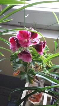 У нас ( ЛАТВИЯ) давно все мусоропроводы заварены.
 было тяжело...сейчас привыкли- в пакет и на улицу,по дороге выбрасываешь((( ты же не с ведром помойным бегаешь. Зато не воняет и чисто..
Выставили цветочки на площадку- красиво.