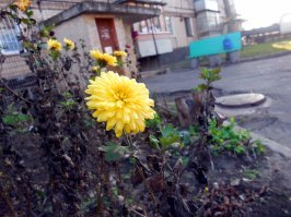 Везет же людям! 1 января 2018 у нас: