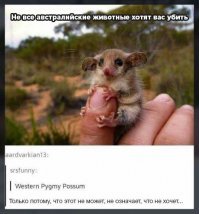 Необычный «пассажир» прокатился на боковом зеркале автомобиля в Австралии